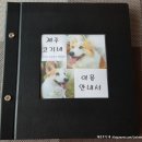 제주코기네 이미지