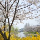서호천 | 수원 벚꽃 만개한 산책로, 서호공원 축만제 다녀온 후기