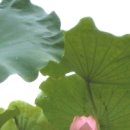 연꽃유치원 이미지