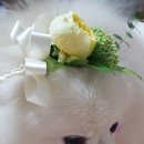 꽃보다 개 이미지