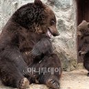 엄마곰의 아기 훈육, "사람이랑 똑같네" (개귀엽ㅠㅠㅠㅠㅠㅠㅠㅠㅠㅠㅠㅠㅠㅠㅠㅠㅠㅠㅠ으앙) 이미지