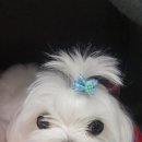 호텔펫코리아 이미지