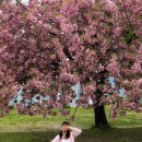 테이큰커피앤드노크 | 4월 일상기록(3) :: 겹벚꽃, 올림픽공원, 캐시미어커피, 하프파운드, 빠아빠, 헤이노크, 부쉬, 탁