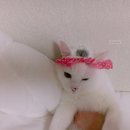 와이즈 동물병원 이미지