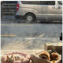 편안한댕 이미지