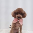 펫토피아미용실 이미지