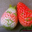 이미숙농장 이미지