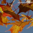 공암나루근린공원 | 서울 단풍명소 가을단풍길(공암나루근린공원내산책로) 가을 단풍의 매력