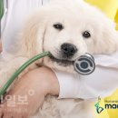 반려견 이미지