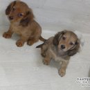 리코리아몰 이미지