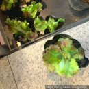 금강전파사 이미지