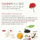레드베리 이미지