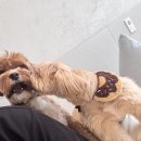 바나개 애견유치원 호텔 이미지