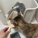 고양이모래삽 추천! 몬도미오펫 스파이더스쿱 우리집 두부모래 집사의 찐 후기 🐱