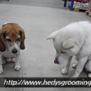 (주)티모션코리아 이미지