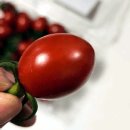 대추방울토마토의 달콤함 우리가그린농산 3kg 후기