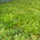 복심농장 이미지