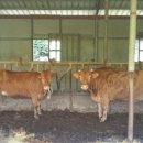 인평농장 이미지