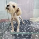 러브미독 이미지