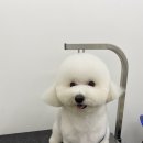 댕바이미 이미지