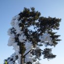 태백산(太白山·1567m)을 다녀와서 이미지