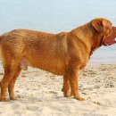 도그(DOGUE) 이미지