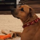 안락사 직 전 구조된 강아지, 난생처음 본 크리스마스트리 불빛에 모두가 눈물 이미지