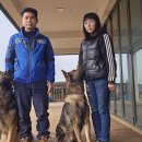 메이저 애견훈련학교 이미지