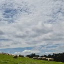 햇살마루목장 | 강원도 대관령 양떼목장 후기 | 아이·가족과 함께하는 힐링 여행 코스