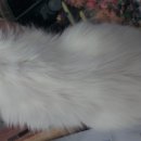 신탄진동물병원 이미지