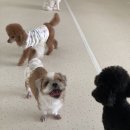 청주 애견유치원 꼬리흔들개Lucky | 청주애견유치원 행복한 반려견의 천국, 꼬리흔들개Lucky 체험기