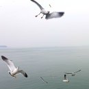 옹암상가 | (#116 - 2 ) 3.1절 연휴 바다건너 섬투어캠핑(두째날) - 인천 장봉도, 연인들이 배를 놓치는 이유...