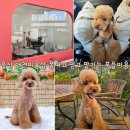 몽띠끄 | 울산 애견미용 호텔링 믿고 맡기는 몽띠끄 푸들미용후기