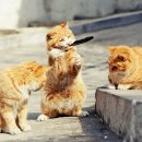 행복한고양이 이미지