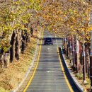 청주가로수길 이미지