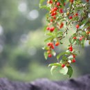 꽃에 반하다 이미지