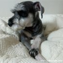 내사랑땡구 이미지