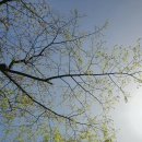 청보릿골 이미지