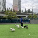 댕겨올개 이미지