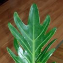 꽃꽂이 중급 이미지