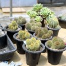 해피연이네다육 이미지