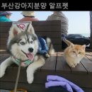 부산강아지분양 알프펫 | 부산강아지분양 알프펫 기분좋게 분양받을 수 있는 곳