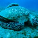 거북이네 이미지