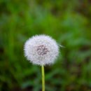 민들레어린이공원 이미지