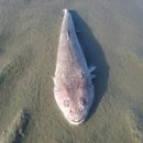 흰섬민박 2 이미지