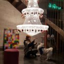 디반식스 | 창원 애견카페 디반식스 with 스피츠 설리