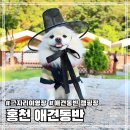 (주)가온피플 | 강원도 홍천 계곡 애견 동반 캠핑장 그자리 야영장