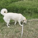 도그와트 네이버블로그