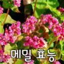 ◆긴 겨울밤 허기 달래는 ‘웰빙 간식’ 메밀묵 이미지