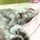 까망 곰 젤리 이미지